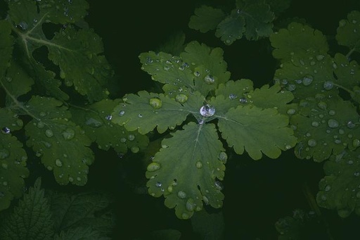 Perle de pluie